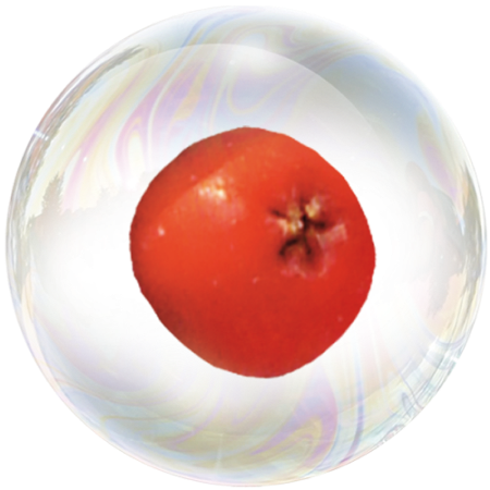 Қызыл рябина